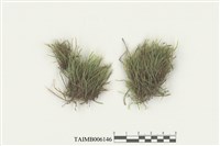 藏品(蝦苔屬)的圖片